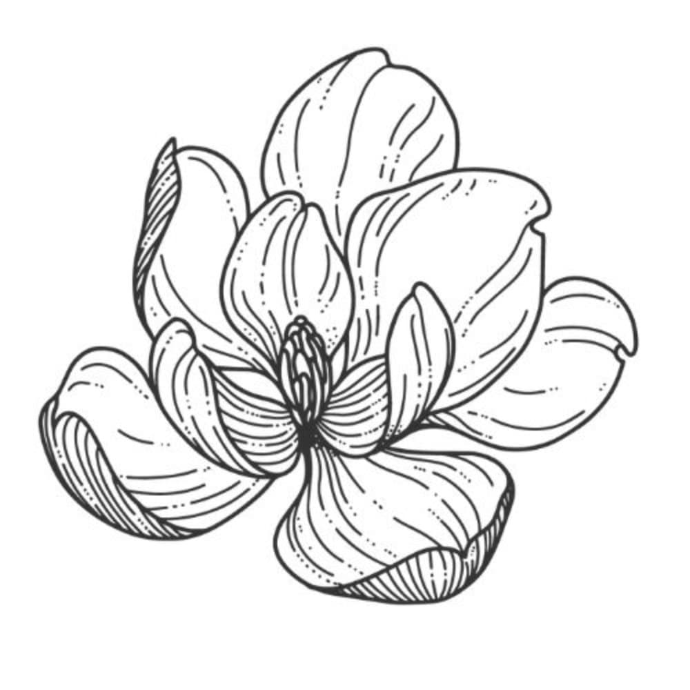 Bar Magnolia Profile Picture